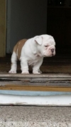 Adorable AKC English Bulldog Puppy